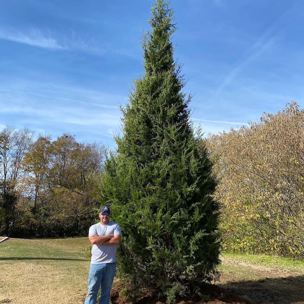 French Drains Tulsa Landscaping Christmas Tree 2