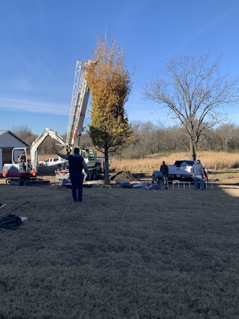 French Drains Tulsa Landscaping Tree 1